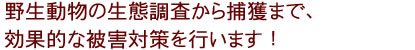 野生動物の生態調査から捕獲まで、